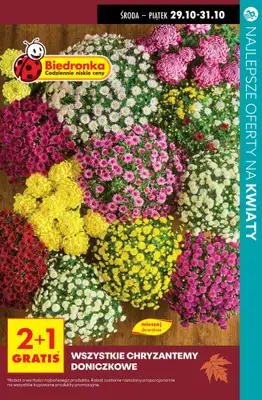#ZNICZE - gazetka promocyjna Najlepsze oferty na ZNICZE i WKŁADY od soboty 25.10 do piątku 31.10 - strona 22 #ZNICZE - gazetka promocyjna Najlepsze oferty na ZNICZE i WKŁADY od soboty 25.10 do piątku 31.10 - strona 22