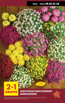 Biedronka - gazetka promocyjna Kwiaty i znicze w Biedronce od czwartku 30.10 do piątku 31.10 - strona 3 Biedronka - gazetka promocyjna Kwiaty i znicze w Biedronce od czwartku 30.10 do piątku 31.10 - strona 3