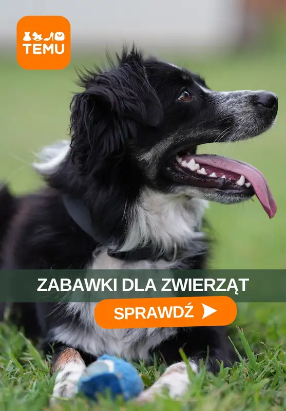 Temu - gazetka promocyjna Zabawki dla zwierząt  