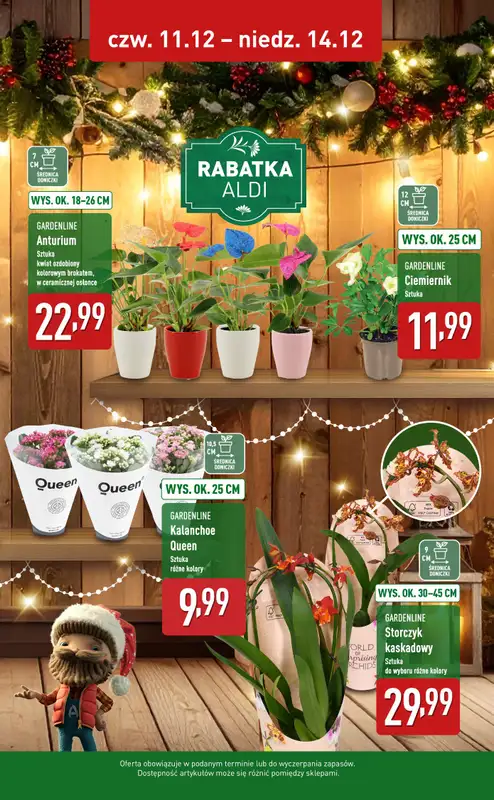 Aldi - gazetka promocyjna Piękne rośliny w gwiazdkowych super cenach!   - strona 2
