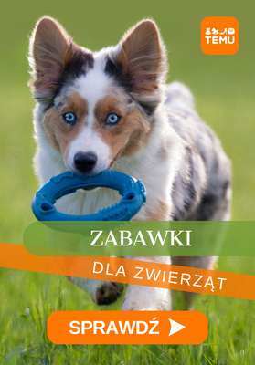 Temu - gazetka promocyjna Zabawki dla zwierząt od czwartku 11.12 