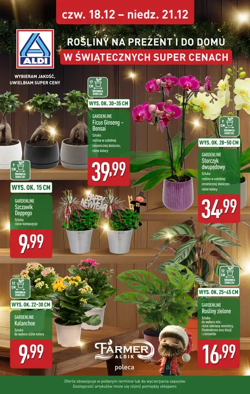 Aldi - gazetka promocyjna Rośliny w świątecznych super cenach!  
