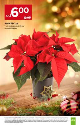 Stokrotka - gazetka promocyjna Gazetka Supermarket od czwartku 18.12 do niedzieli 21.12 - strona 49