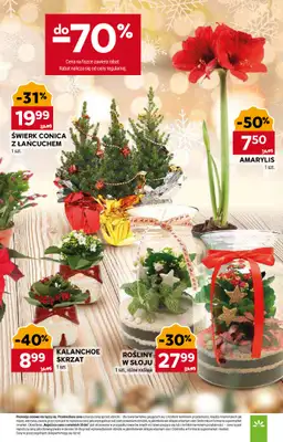 Stokrotka - gazetka promocyjna Gazetka Market od poniedziałku 22.12 do niedzieli 28.12 - strona 13