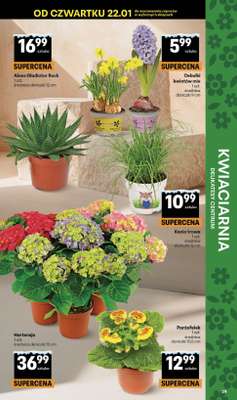 Delikatesy Centrum - gazetka promocyjna Gazetka  do środy 28.01 - strona 39