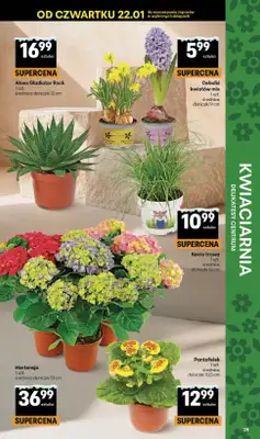 Delikatesy Centrum - gazetka promocyjna Gazetka  do środy 28.01 - strona 39