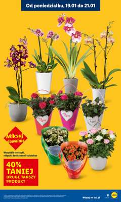 Lidl - gazetka promocyjna Oferta od poniedziałku od poniedziałku 19.01 do środy 21.01 - strona 21