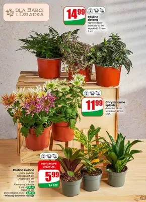 Dino - gazetka promocyjna Gazetka 04 / 2026 od środy 21.01 do wtorku 27.01 - strona 15