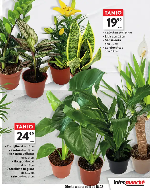 Intermarche - gazetka promocyjna Katalog Przytulnie i praktycznie od czwartku 05.02 do środy 18.02 - strona 7