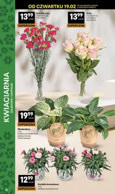 Delikatesy Centrum - gazetka promocyjna Gazetka  do środy 25.02 - strona 38