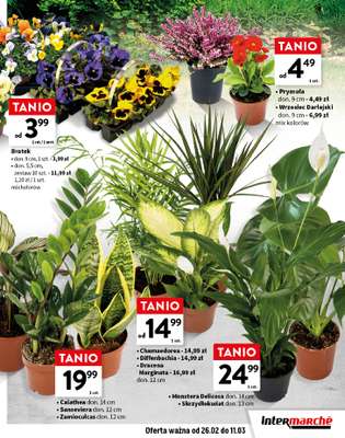 Intermarche - gazetka promocyjna Katalog Wiosna w ogrodzie od czwartku 26.02 do środy 11.03 - strona 7