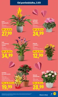 Lidl - gazetka promocyjna Oferta od poniedziałku od poniedziałku 02.03 do środy 04.03 - strona 31