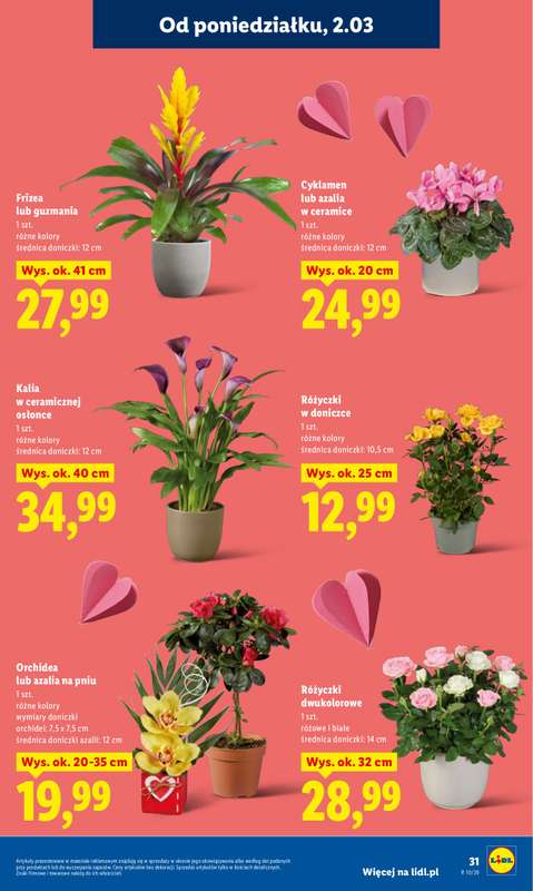 Lidl - gazetka promocyjna Oferta od poniedziałku od poniedziałku 02.03 do środy 04.03 - strona 31