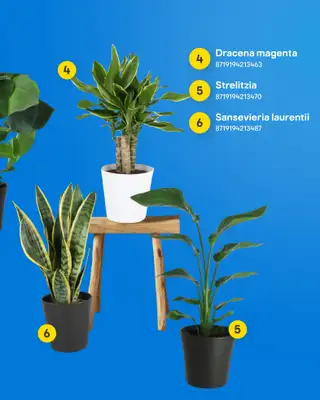 Castorama - gazetka promocyjna Ogród od środy 04.03 do wtorku 17.03 - strona 11