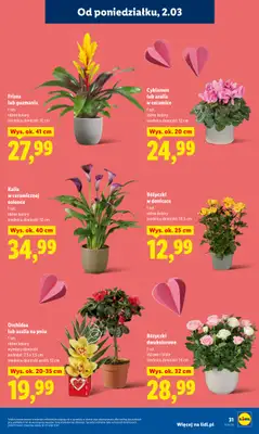 Lidl - gazetka promocyjna Oferta od poniedziałku od poniedziałku 02.03 do środy 04.03 - strona 31