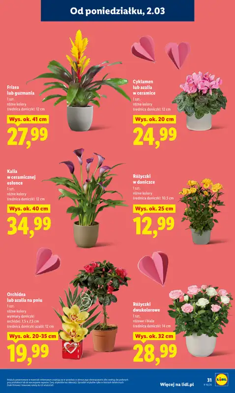 Lidl - gazetka promocyjna Oferta od poniedziałku od poniedziałku 02.03 do środy 04.03 - strona 31