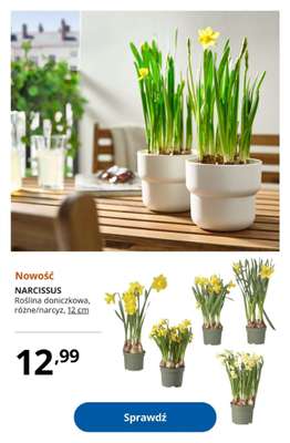 NARCISSUS Roślina doniczkowa, różne/narcyz
