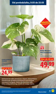 Lidl - gazetka promocyjna Oferta od poniedziałku od poniedziałku 09.03 do środy 11.03 - strona 69