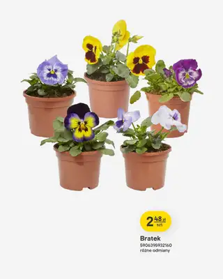 Castorama - gazetka promocyjna Ogród od środy 18.03 do poniedziałku 06.04 - strona 15