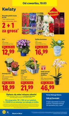 Lidl - gazetka promocyjna Oferta od czwartku od czwartku 19.03 do soboty 21.03 - strona 60