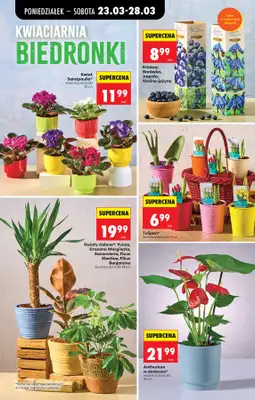 Biedronka - gazetka promocyjna Od poniedziałku od poniedziałku 23.03 do niedzieli 29.03 - strona 15
