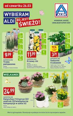 Aldi - gazetka promocyjna Kwiaty na Wielkanoc od czwartku 26.03 do niedzieli 29.03