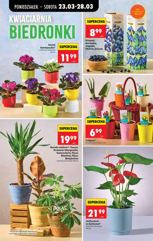 Biedronka - gazetka promocyjna Od poniedziałku, Z ladą tradycyjną od poniedziałku 23.03 do niedzieli 29.03 - strona 15