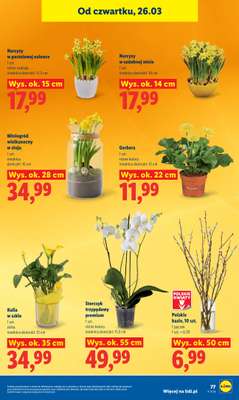 Lidl - gazetka promocyjna Oferta od czwartku od czwartku 26.03 do niedzieli 29.03 - strona 77