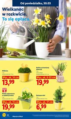 Lidl - gazetka promocyjna Oferta od poniedziałku od poniedziałku 30.03 do środy 01.04 - strona 22