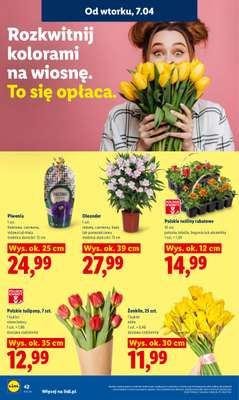 Lidl - gazetka promocyjna Oferta od wtorku od wtorku 07.04 do środy 08.04 - strona 46