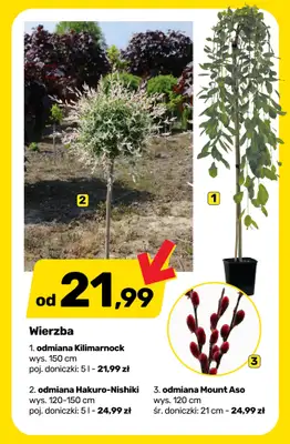 Bricomarche - gazetka promocyjna Sezon w rozkwicie - rośliny, sadzonki i art. ogrodnicze od środy 08.04 do soboty 18.04 - strona 8