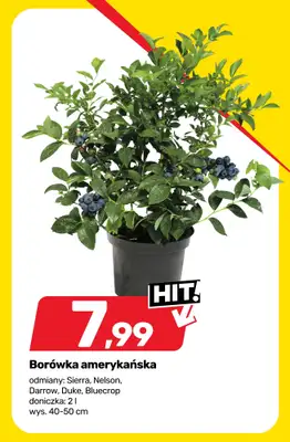 Bricomarche - gazetka promocyjna Sezon w rozkwicie - rośliny, sadzonki i art. ogrodnicze od środy 08.04 do soboty 18.04 - strona 10