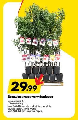 Bricomarche - gazetka promocyjna Sezon w rozkwicie - rośliny, sadzonki i art. ogrodnicze od środy 08.04 do soboty 18.04 - strona 2