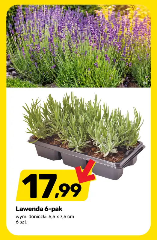 Bricomarche - gazetka promocyjna Sezon w rozkwicie - rośliny, sadzonki i art. ogrodnicze od wtorku 14.04 do soboty 18.04 - strona 4