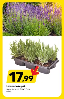 Bricomarche - gazetka promocyjna Sezon w rozkwicie - rośliny, sadzonki i art. ogrodnicze od środy 08.04 do soboty 18.04 - strona 4