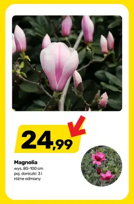 Bricomarche - gazetka promocyjna Sezon w rozkwicie - rośliny, sadzonki i art. ogrodnicze od środy 08.04 do soboty 18.04 - strona 6