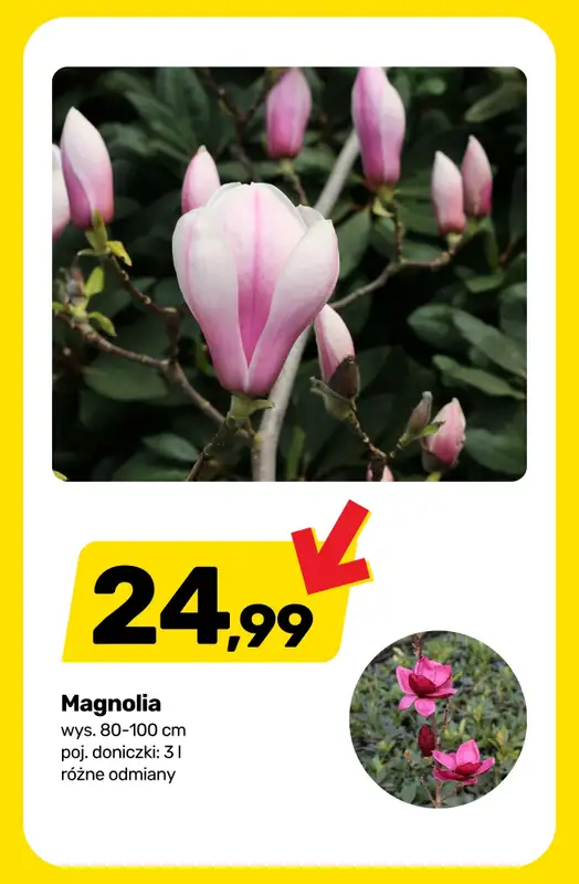 Bricomarche - gazetka promocyjna Sezon w rozkwicie - rośliny, sadzonki i art. ogrodnicze od środy 08.04 do soboty 18.04 - strona 6