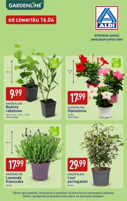 Aldi - gazetka promocyjna Rośliny ogrodowe w super cenach Aldi! od poniedziałku 13.04 do soboty 18.04 - strona 2