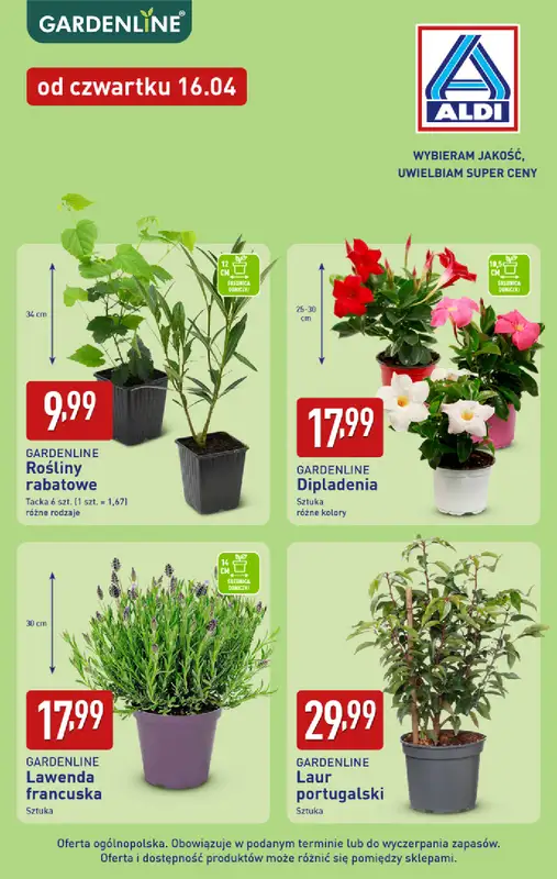 Aldi - gazetka promocyjna Rośliny ogrodowe w super cenach Aldi! od poniedziałku 13.04 do soboty 18.04 - strona 2
