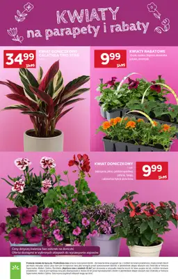Stokrotka - gazetka promocyjna Gazetka Market od czwartku 16.04 do środy 22.04 - strona 7