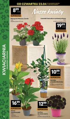 Delikatesy Centrum - gazetka promocyjna Gazetka  do środy 29.04 - strona 12