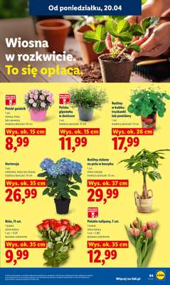 Lidl - gazetka promocyjna Oferta od poniedziałku od poniedziałku 20.04 do środy 22.04 - strona 87