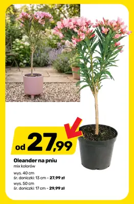 Bricomarche - gazetka promocyjna Roślinny vibe i kolory! od wtorku 28.04 do soboty 02.05 - strona 5