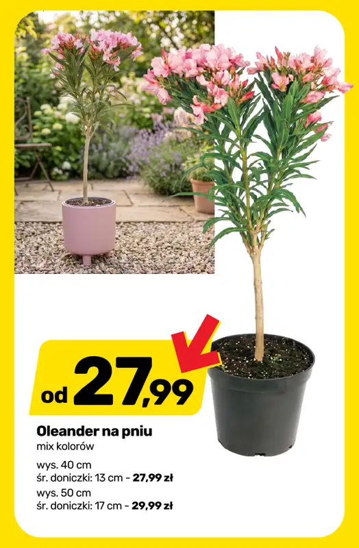 Bricomarche - gazetka promocyjna Roślinny vibe i kolory! od wtorku 28.04 do soboty 02.05 - strona 5