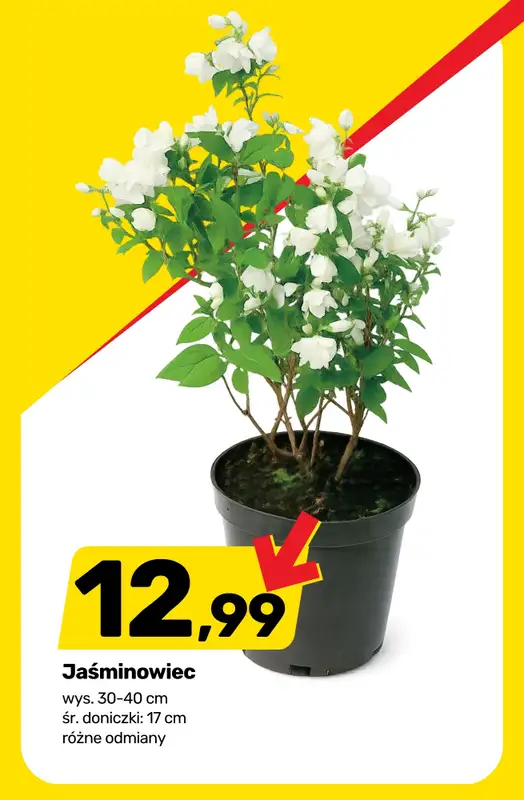 Bricomarche - gazetka promocyjna Roślinny vibe i kolory! od wtorku 28.04 do soboty 02.05 - strona 8