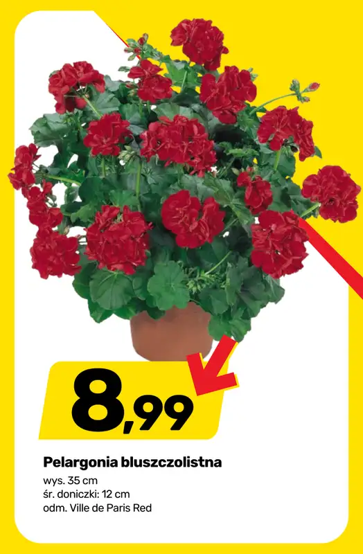 Bricomarche - gazetka promocyjna Roślinny vibe i kolory! od wtorku 28.04 do soboty 02.05 - strona 2