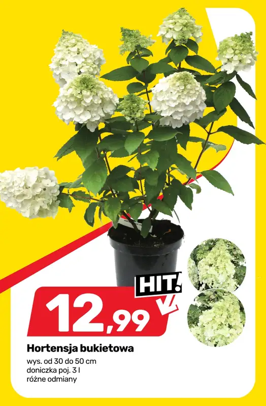 Bricomarche - gazetka promocyjna Roślinny vibe i kolory! od wtorku 28.04 do soboty 02.05 - strona 4