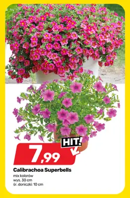 Bricomarche - gazetka promocyjna Roślinny vibe i kolory! od wtorku 28.04 do soboty 02.05 - strona 10