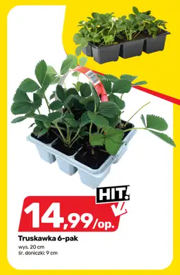 Bricomarche - gazetka promocyjna Roślinny vibe i kolory! od wtorku 28.04 do soboty 02.05 - strona 11