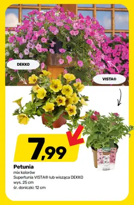 Bricomarche - gazetka promocyjna Roślinny vibe i kolory! od wtorku 28.04 do soboty 02.05 - strona 7